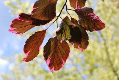 Fagus sylvatica 'Roseomarginata Tricolor' - buk lesní - jarní listy